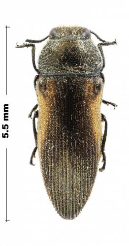 Acmaeodera cecropia